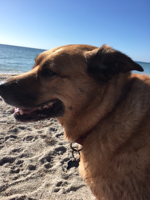 bruts-head-shot-at-beachimg_0781