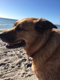 Bruts head shot at beachIMG_0781